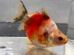 TAMASABA Fancy Goudvis 1 jaar  €45,-, Dieren en Toebehoren, Vissen | Aquariumvissen, Vis