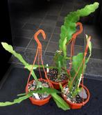 cactus - Epiphyllum - Monkey tail - hangpot, Ophalen of Verzenden, Cactus, Volle zon, Minder dan 100 cm