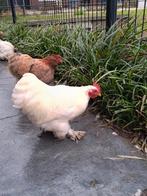 2 mooie, jonge Cochin kriel haantjes, Dieren en Toebehoren, Mannelijk, Kip