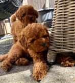 Prachtige Dwerg Poedel Pups Red❤️, Dieren en Toebehoren, Poedel, 8 tot 15 weken, CDV (hondenziekte), Meerdere