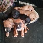 Prachtige Kruising Staffords/Ca De Bou, Rabiës (hondsdolheid), 8 tot 15 weken, Meerdere, Meerdere dieren