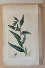 Engelse Kopergravure - James Sowerby (1793), Ophalen of Verzenden