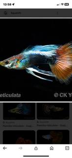 Gratis 6 guppen, Dieren en Toebehoren, Vissen | Aquariumvissen, Vis