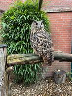 Koppel Europese Oehoe’s (Bubo Bubo), Meerdere dieren, Roofvogel, Geringd
