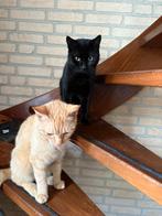 Rode kater zoekt goed huis (gepaste spoed), Kater, Kortharig, 0 tot 2 jaar