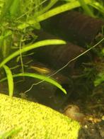 uitgelecteerde gele garnalen, Dieren en Toebehoren, Vissen | Aquariumvissen, Kreeft, Krab of Garnaal