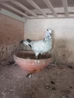 postduiven, Dieren en Toebehoren, Meerdere dieren, Postduif