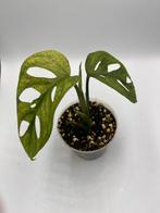 Monstera Adansonii Mint variegata, Huis en Inrichting, Kamerplanten, Overige soorten, In pot, Minder dan 100 cm, Bloeiende kamerplant