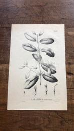 Oude litho, Antiek en Kunst, Kunst | Litho's en Zeefdrukken, Ophalen of Verzenden