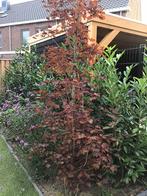 Acer boom, Tuin en Terras, Planten | Bomen, Ophalen, Bloeit niet, Halfschaduw, Overige soorten