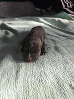 prachtige nestje Pitbull x Cane Corso pups, Dieren en Toebehoren, 8 tot 15 weken, Meerdere, Meerdere dieren, Middel