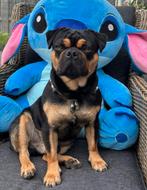 Carlin Pinscher pups onderweg, Overige rassen, CDV (hondenziekte), 8 tot 15 weken, Meerdere