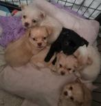 Boemer chihuahua pups, Dieren en Toebehoren, Honden | Chihuahua's en Gezelschapshonden, Overige rassen, Meerdere, Meerdere dieren