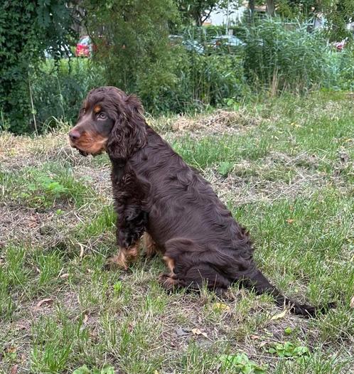 Engelse Cocker Spaniel Reu Pup Choco en tan, Dieren en Toebehoren, Honden | Retrievers, Spaniëls en Waterhonden, Reu, Spaniël