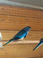 Splendid parkiet man, Mannelijk, Parkiet, Geringd