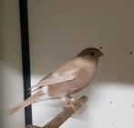 Noorse goudvinken wildkeur x pastel