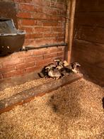Jonge eenden, Dieren en Toebehoren, Pluimvee, Mannelijk, Eend