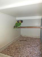 Agapornis wildkleur, Meerdere dieren, Dwergpapegaai of Agapornis, Geringd