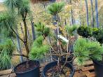 Pinus puece vormsnoei, Ophalen, Overige soorten