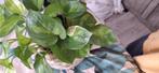 Epipremnum aureum variegata, Huis en Inrichting, Kamerplanten, Ophalen of Verzenden, Overige soorten, Minder dan 100 cm