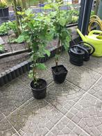 Doornloze bramenplanten, Tuin en Terras, Planten | Fruitbomen, Lente, Volle zon, Minder dan 100 cm, Ophalen