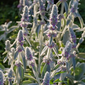 Ezelsoor / Andoorn (Stachys byzantina)  beschikbaar voor biedingen