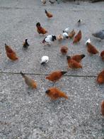 Krielkippen, Dieren en Toebehoren, Pluimvee, Meerdere dieren, Kip