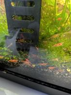 Garnalen 0,50 per stuk, Dieren en Toebehoren, Kreeft, Krab of Garnaal