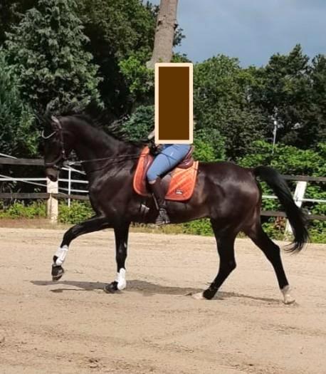 Lief leerpaard, Dieren en Toebehoren, Paarden, Ruin, Z, 11 jaar of ouder, Recreatiepaard