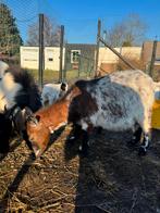 Geitjes 4 stuks waarvan 2 lammetjes, Vrouwelijk, Geit