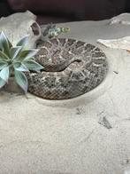1.0 Crotalus atrox 100% het albino cb21, Slang