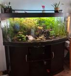 150cm Juwel curved aquarium+kast incl toebehoren, Ophalen, Gebruikt, Gevuld zoetwateraquarium