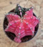 Cactus Gymnocalycium Mihanovichii p7 (N), Huis en Inrichting, Kamerplanten, Ophalen of Verzenden, Cactus, Volle zon, Minder dan 100 cm
