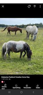 Paddock paradise Breda heeft plekjes vrij, Dieren en Toebehoren, Stalling en Weidegang