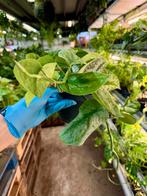 Scindapsus Trebie - P12 Pot, Ophalen of Verzenden