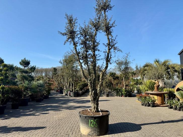 Exclusieve kurkeik (Quercus suber) 70/80 cm stamomtrek, Tuin en Terras, Planten | Bomen, Overige soorten, 400 cm of meer, Volle zon