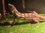 Pectinata pied high white, Slang