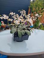 Gina Da design bloempot handgemaakt met kunst orchidee., Ophalen, Gebruikt, Binnen