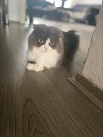 Britaneslanghaar, Dieren en Toebehoren, Katten en Kittens | Raskatten | Langhaar, Poes