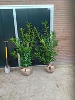 Laurier Prunus laur. Novita 125-150, Ophalen, Laurier, 100 tot 250 cm