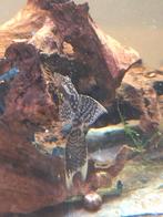 Ancistrus longfin, Vis, Zoetwatervis