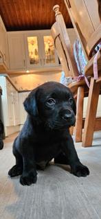 Mooie labrador pups met stamboom, Dieren en Toebehoren, Honden | Retrievers, Spaniëls en Waterhonden, Nederland, CDV (hondenziekte)