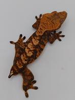 Jonge wimpergekko man, Dieren en Toebehoren, Reptielen en Amfibieën, Hagedis, 0 tot 2 jaar