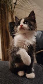 Kittens X Maine Coon, Dieren en Toebehoren, Katten en Kittens | Raskatten | Langhaar, Meerdere dieren, Ontwormd, 0 tot 2 jaar