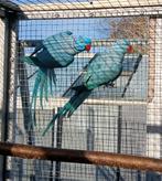 Prachtig koppel, Dieren en Toebehoren, Vogels | Parkieten en Papegaaien, Meerdere dieren, Parkiet