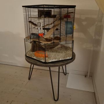 Hamster inclusief kooi en toebehoren beschikbaar voor biedingen