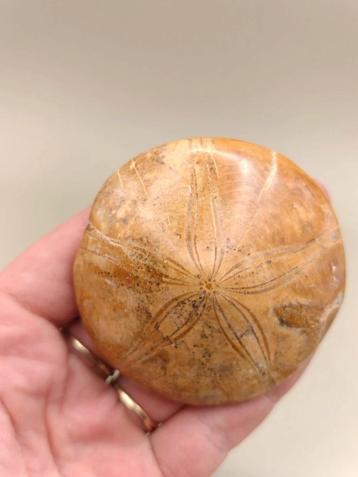 Sand dollar - Zee-egelfossiel – 88 gram – uit Madagaskar beschikbaar voor biedingen