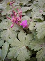 Ooievaarsbek / geranium - bodembedekker, Ophalen, Bodembedekkers, Volle zon, Vaste plant