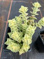 Crassula, Ophalen of Verzenden, Overige soorten, Minder dan 100 cm
