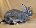 Te koop gevraagd: blauw chinchilla konijn (Vlaamse Reus), Dieren en Toebehoren, Konijnen, Mannelijk, Groot, 0 tot 2 jaar